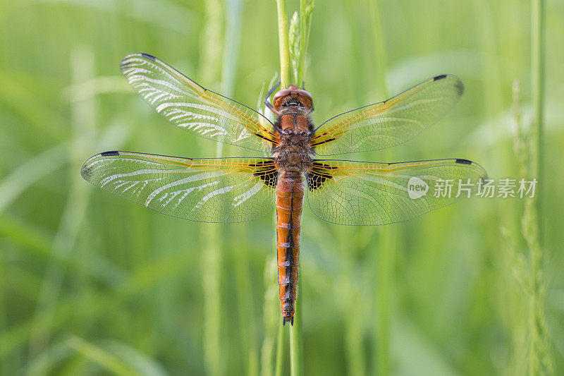 稀有追逐蜻蜓(Libellula fulva)